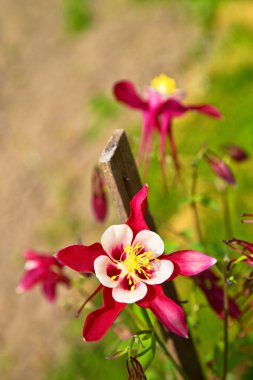 Aquilegia Origami