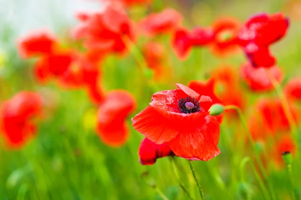 Flores de amapola — Foto de Stock