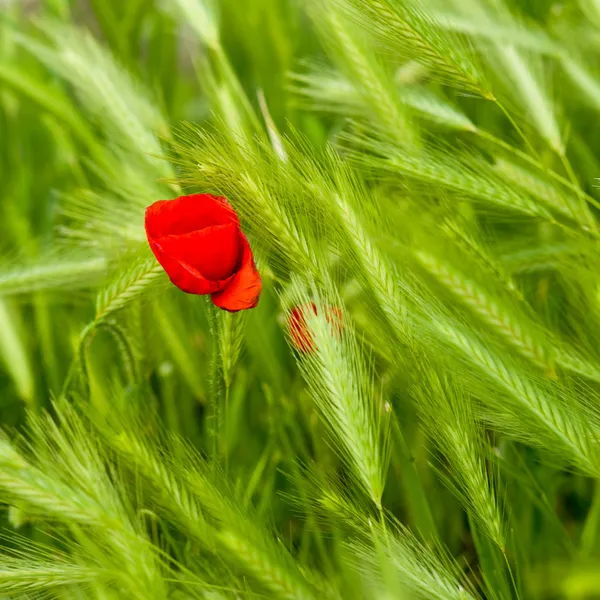 Flor de amapola y cebada falsa — Foto de Stock