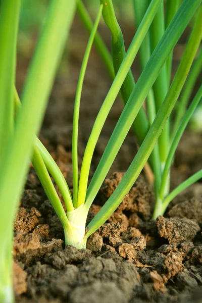 Voorjaarsui in de tuin — Stockfoto