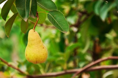 Pear on the branch