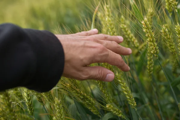 Farmář v pšeničném poli — Stock fotografie