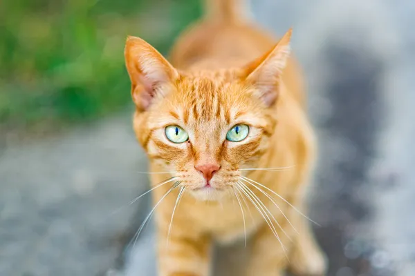 Κόκκινο Ελληνικής αδέσποτη γάτα — Φωτογραφία Αρχείου
