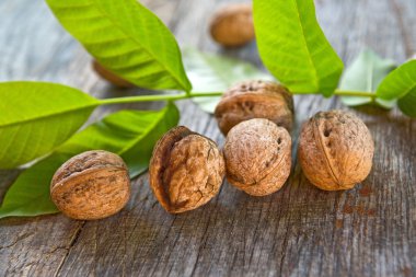 Walnuts on table clipart