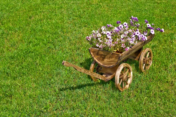 Flores en el patio trasero — Foto de Stock