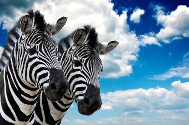 Zebra pair