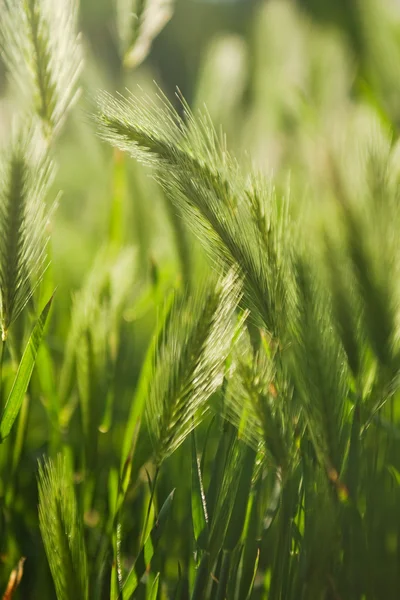 Wild barley — Stock Photo, Image
