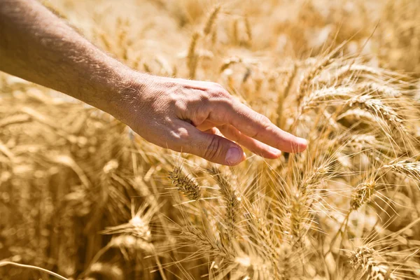 Farmer hand in wheat field — Stock Photo, Image