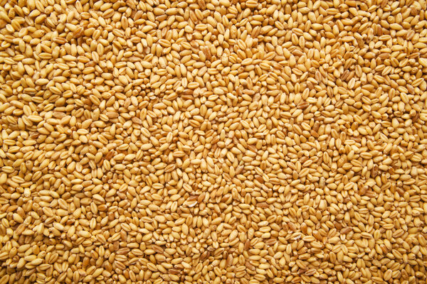 Пшеничные зерна
