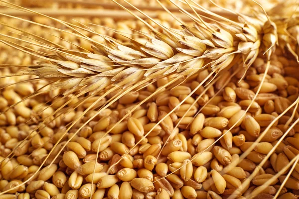 Wheat grains and ears — Stock Photo, Image