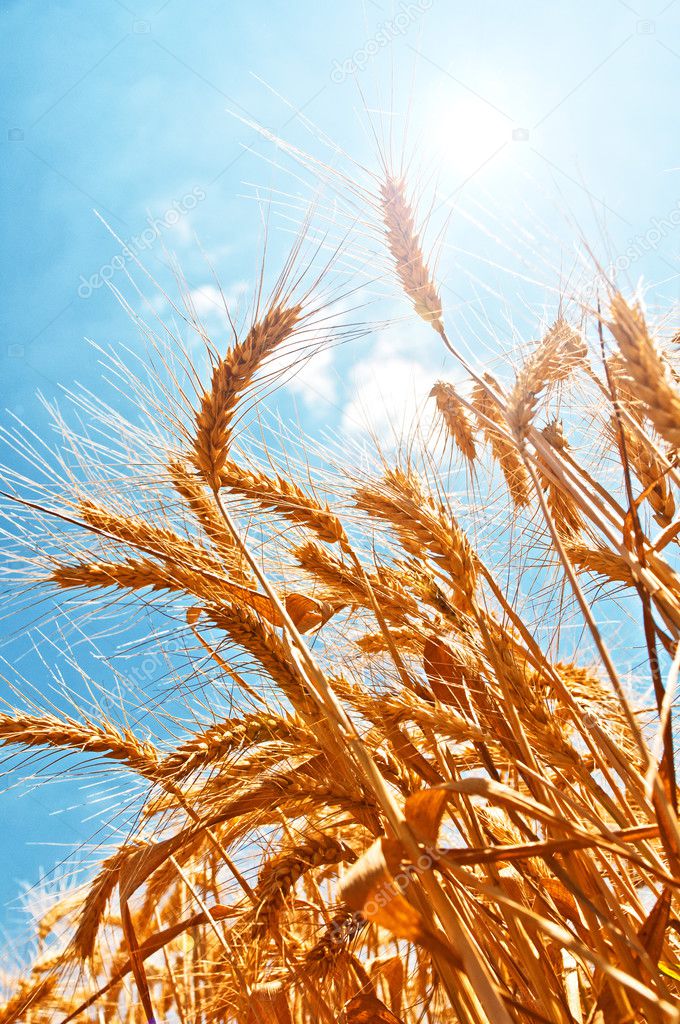 Wheat field