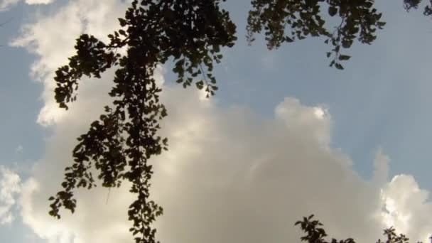 Branches d'arbres et nuages blancs — Video