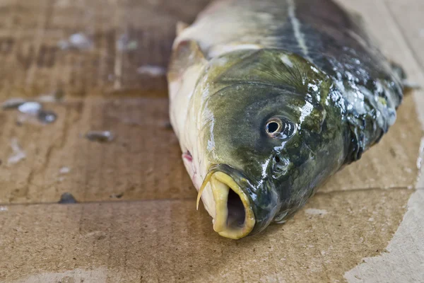 Preparazione del pesce carpa — Foto Stock