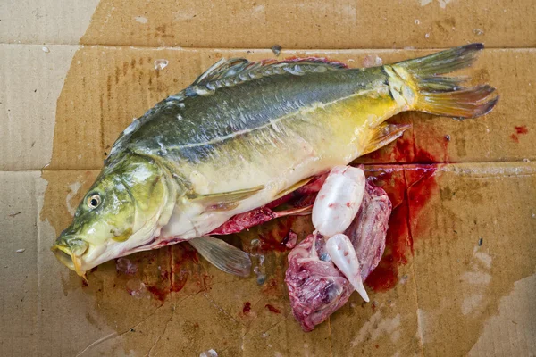 Preparazione del pesce carpa — Foto Stock