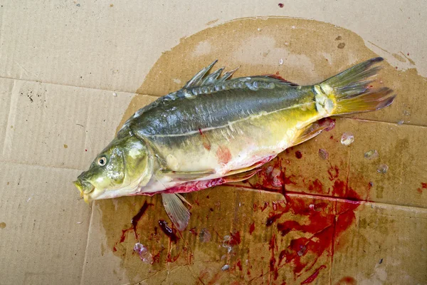 Preparazione del pesce carpa — Foto Stock