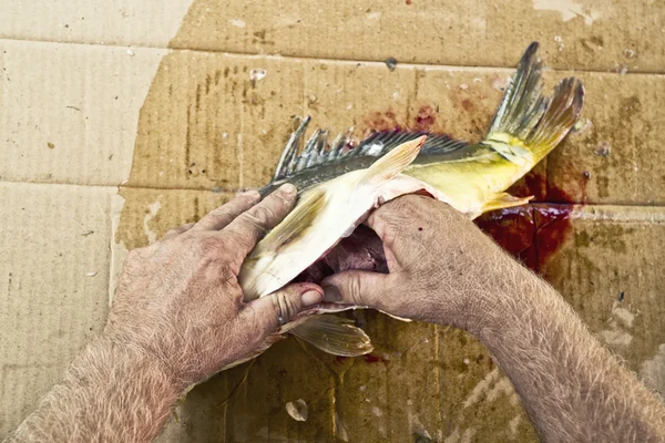 Preparazione del pesce carpa — Foto Stock