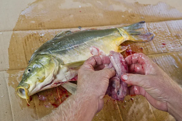 Karp fisk förbereder — Stockfoto