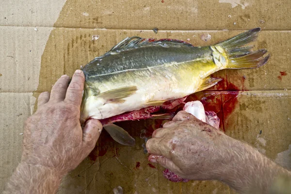 Preparazione del pesce carpa — Foto Stock
