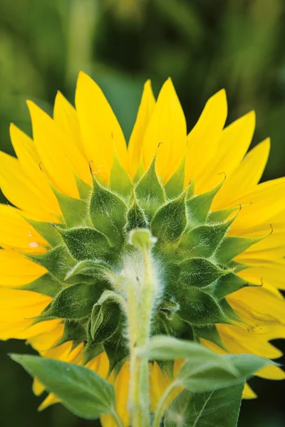 Sunflower — Stock Photo, Image