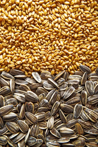 Sementes de girassol e grãos de trigo — Fotografia de Stock