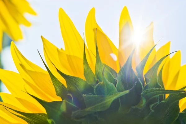 Sunflower — Stock Photo, Image