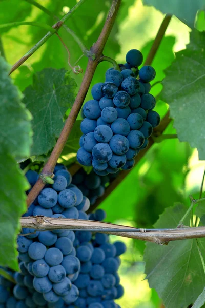 Вино винограду — стокове фото