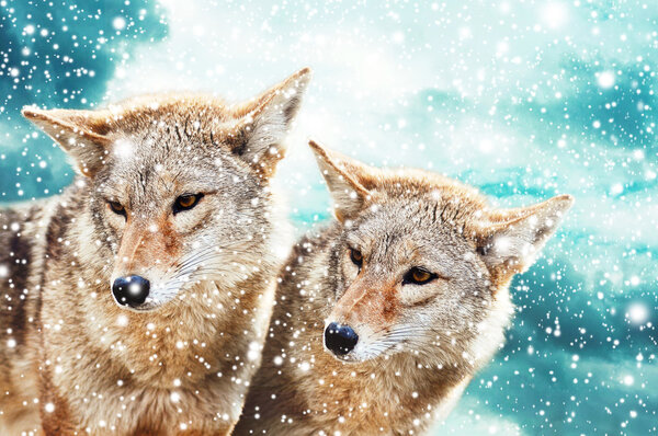 Coyote pair against the blue winter sky. Animals in the wild.