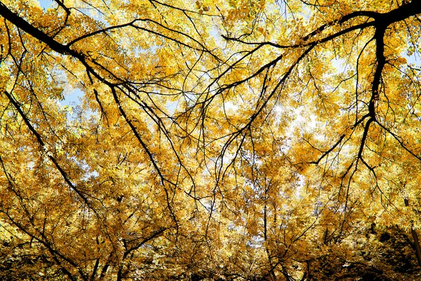 Ramas de árboles en otoño la luz del sol — Foto de Stock