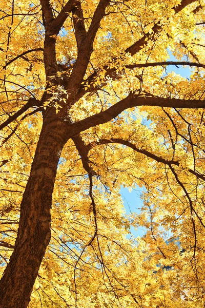 Tree branches in autumn sunlight — Stock Photo, Image