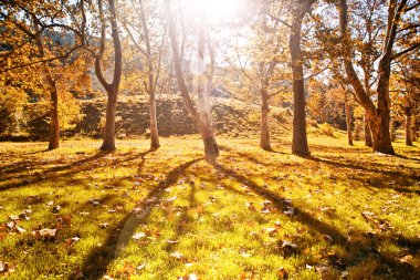 yere sarı yaprakları ile güneşli sonbahar park