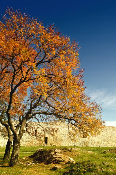 Sonniger Herbstpark mit gelben Blättern auf dem Boden — Stockfoto