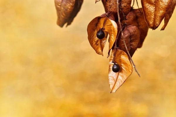 Dried wild fruits — Stock Photo, Image