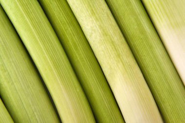 doğal arka plan olarak taze pırasa