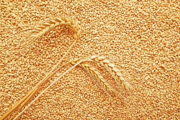 Wheat grains and ears — Stock Photo, Image