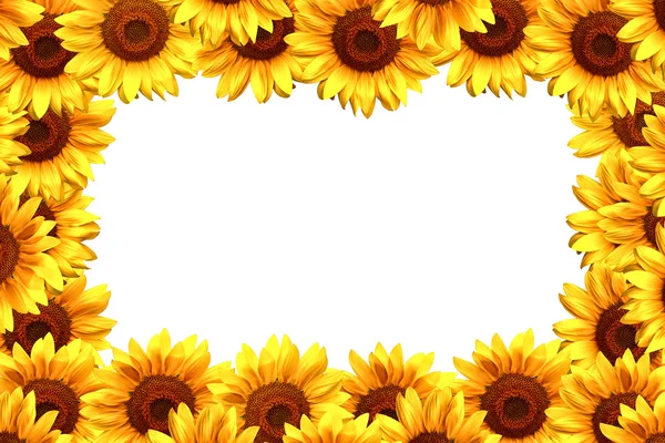 Sonnenblumenrahmen — Stockfoto