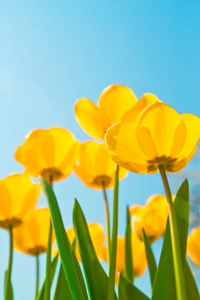 Yellow Tulips — Stock Photo, Image