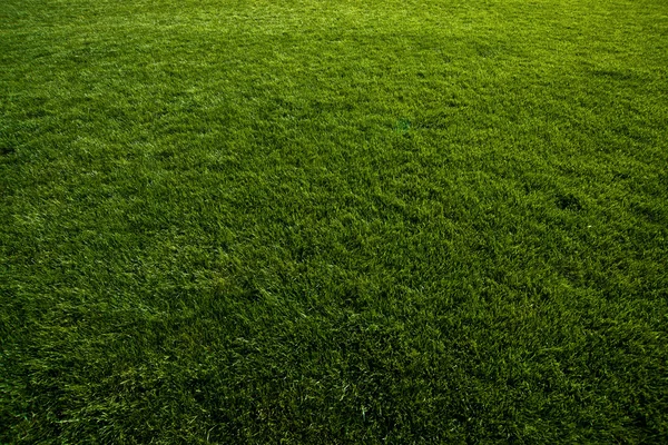 Zelený trávník na fotbalovém hřišti — Stock fotografie