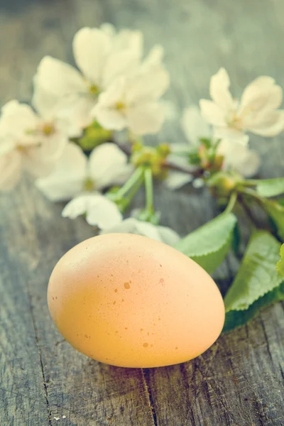 Spring flowers and easter eggs — Stock Photo, Image