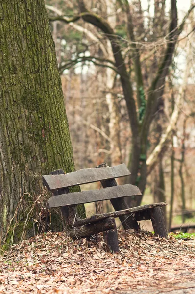 Bänk i parken under vintersäsongen — Stockfoto