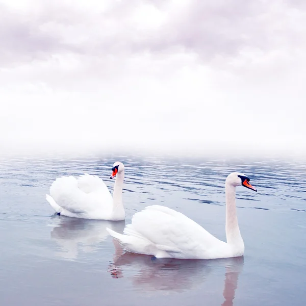 Coppia di cigni galleggianti sull'acqua — Foto Stock