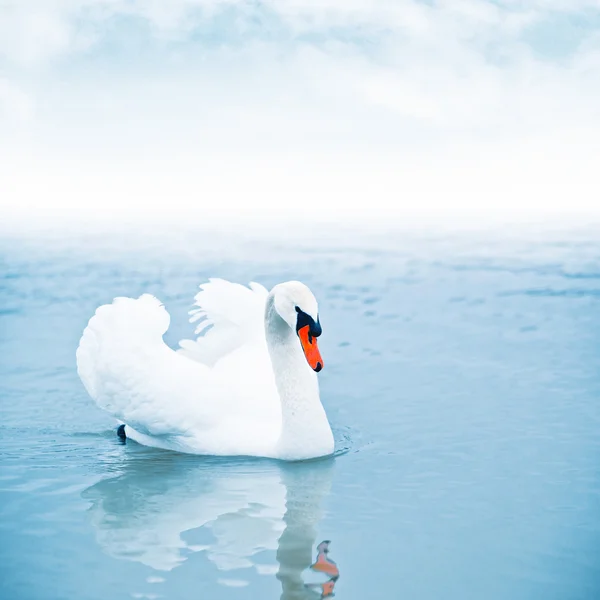 Cisne mudo flotando en el agua — Foto de Stock