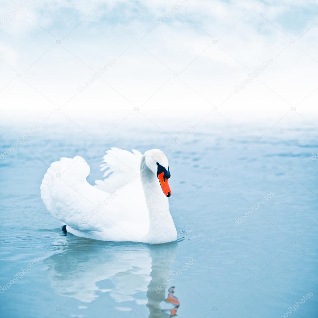 Mute swan floating on water