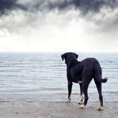 köpek su korkuyor