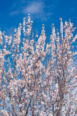 Kiraz ağacı çiçeği.