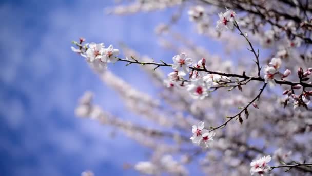 Třešňové květy na jaře, pobočka třešeň s bílými květy. jarní sezóna.
