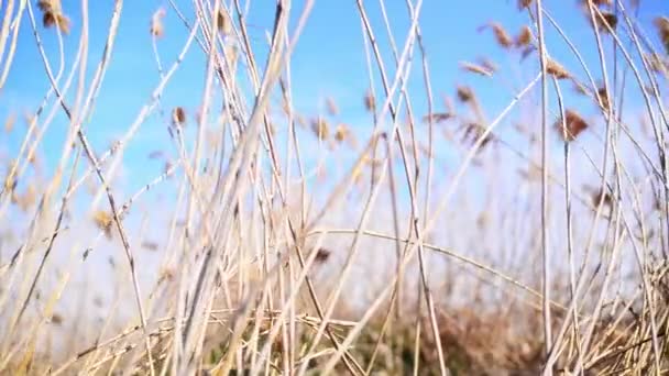Reed bir güneşli bir bahar gününde esen rüzgar — Stok video