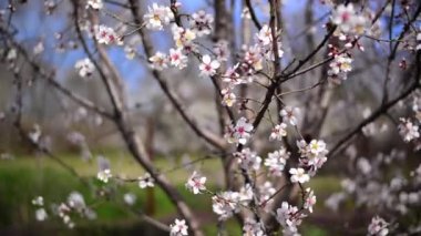 kiraz çiçekleri Bahar, beyaz çiçekleri ile kiraz ağacı dalı. bahar mevsimi.