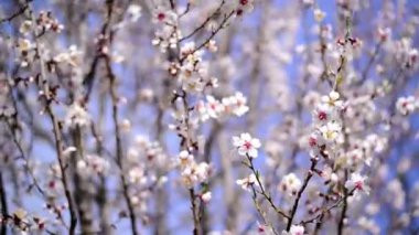 kiraz çiçekleri Bahar, beyaz çiçekleri ile kiraz ağacı dalı. bahar mevsimi.