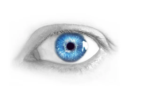 Beutiful oeil bleu femelle — Photo