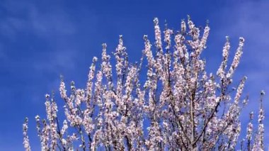 kiraz çiçekleri Bahar, beyaz çiçekleri ile kiraz ağacı dalı. bahar mevsimi.